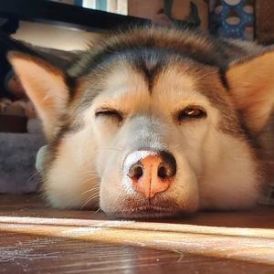 Meet your Posher, Azeret